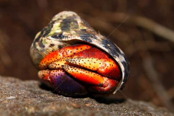 圣基茨岛的埃米特螃蟹环境小猫生物学生物甲壳动物学多样性生态生活动物图片