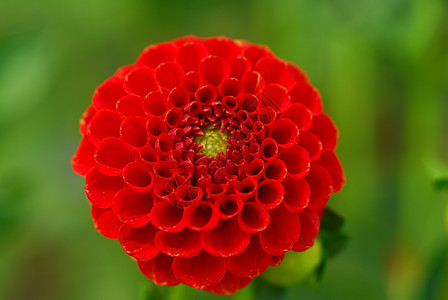 红色庞波姆达伊拉花朵花瓣绒球季节性花园植物图片