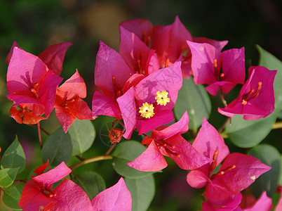 粉红布加维亚花朵花园装饰季节性植物群植物园艺花艺粉色登山者藤蔓图片