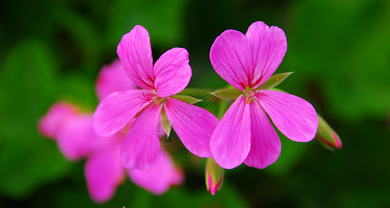 粉红花花朵花园灌木花瓣图片