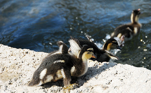 棕色马华达鸭新生儿家禽食物女性羽毛纽带饮食婴儿小鸭子动物池塘图片