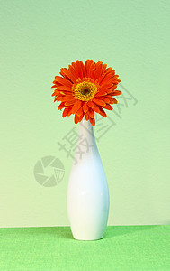 橙色gerber植物群植物季节橙子宏观白色格柏雏菊图片