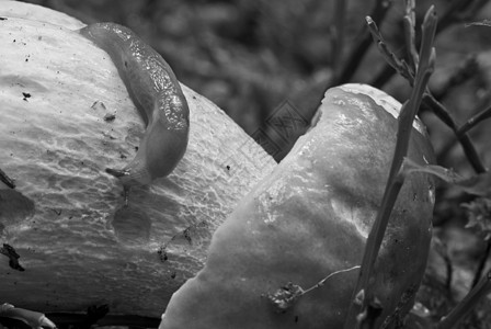 斯奈尔在上移动花园菌状生长蜗牛食物宏观菌丝体软体房子菌类图片