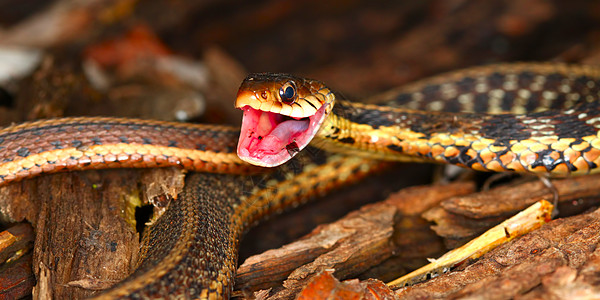 Garter 蛇泰姆诺斐斯生物学疱疹野生动物惊吓袜带动物群动物荒野爬虫科学图片