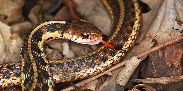 Garter 蛇泰姆诺斐斯疱疹惊吓科学生物学生态爬虫动物荒野舌头袜带图片