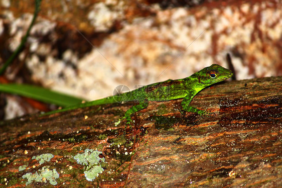 波多黎各的Anole野生动物疱疹生态动物爬虫花园里科荒野绿色生活图片