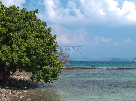 海滨树图片