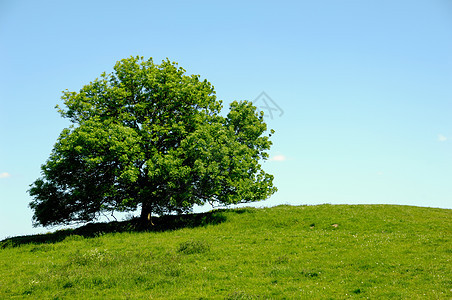 山上树木场景地平线牧歌植物蓝色季节爬坡牧场远景风景图片