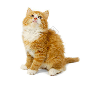 小猫咪橙子宠物动物动物群条纹白色金子姿势猫科图片