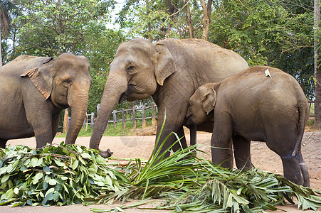 大象家庭动物父母哺乳动物热带衬套獠牙气候动物园食物公园图片