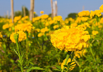 立形字段万寿菊阳光草本植物快乐花粉花园金子草地植物植物群图片