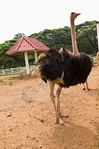 动物园的Ostrich草原鸵鸟俘虏国家动物脖子荒野保护旅游野生动物图片