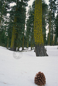 松锥和fir树 加利福尼亚内华达山图片