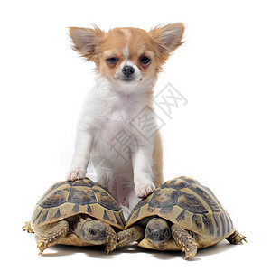 小狗吉娃娃和海龟乌龟宠物伴侣陆龟工作室爬虫棕色白色动物犬类图片