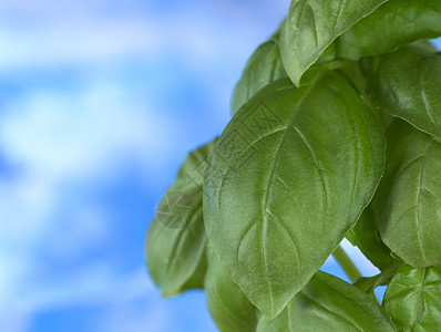 甜甜的巴西尔叶子草本植物食物绿色照片水平烹饪图片