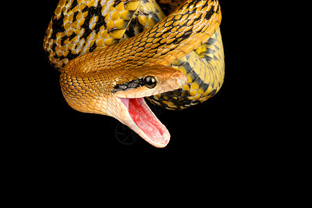 台湾西仙蛇食肉动物爬虫美丽线圈生物野生动物图片