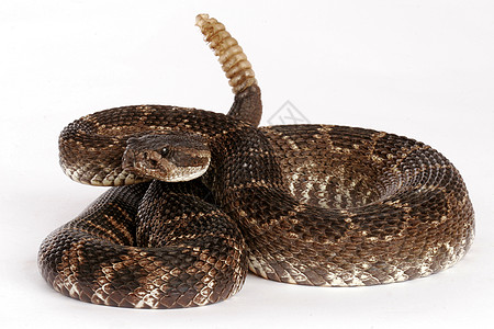 龙尾蛇的肖像爬虫毒液野生动物致命图片