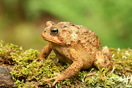 土石蛙蟾蜍野生动物动物青蛙图片