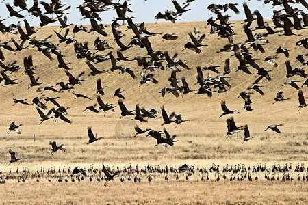 沙丘鹤从野外飞行图片