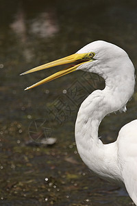 大Egret在佛罗里达风景优美的池塘中游荡图片