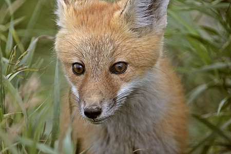 在萨斯喀彻温特写红狐包图片