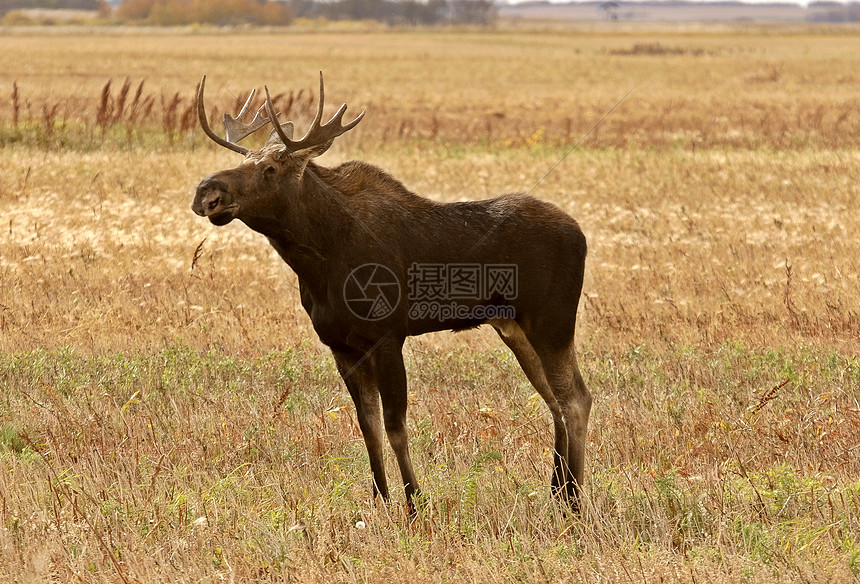 在萨斯喀彻温地区站立的青年牛驼鹿图片