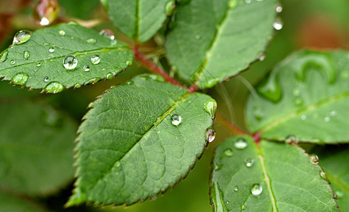 叶子上的水滴雨滴树叶宏观环境花园图片