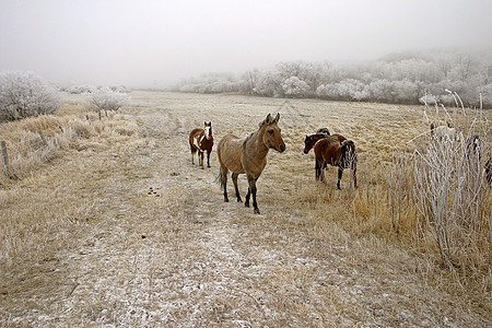 在寒雾中 在冬季牧场的马匹图片