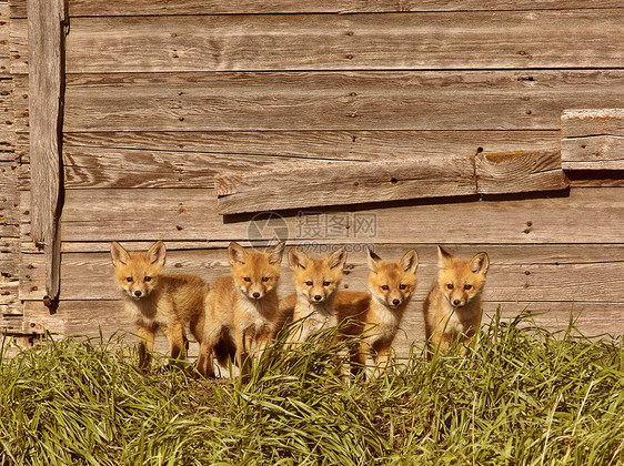由旧萨斯喀彻温粮仓制作的五套狐狸包图片