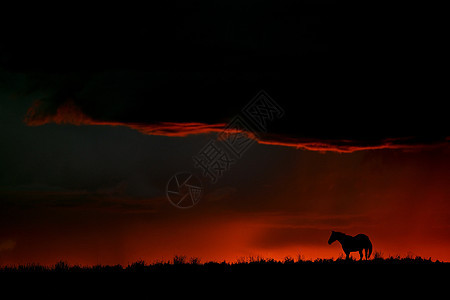 在萨斯喀彻温山脊上设置太阳护晒马匹图片