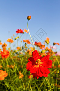 宇宙花花园草地花园叶子植物群公园花瓣活力草本植物雏菊烹饪图片