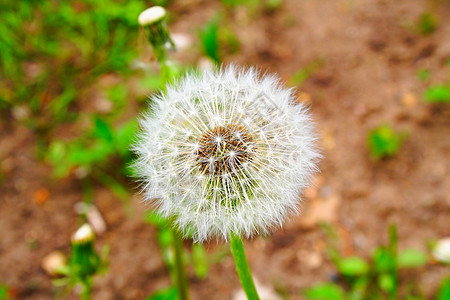 白的 草地上漂浮的花朵草本植物白色种子植物图片