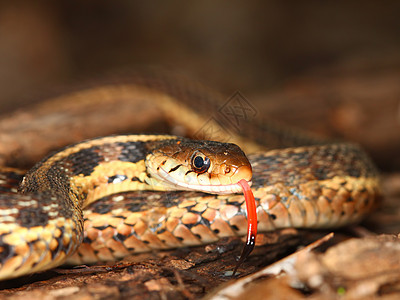 Garter 蛇泰姆诺斐斯野生动物疱疹生态荒野舌头袜带惊吓动物科学生物图片