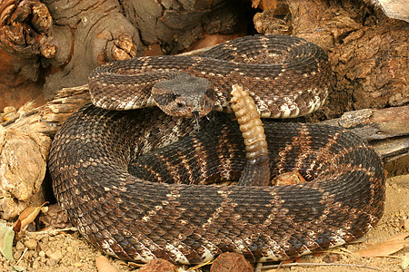 龙尾蛇的肖像致命野生动物爬虫毒液图片