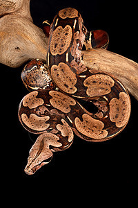 红尾巴波亚爬虫食肉动物野生动物生物线圈蟒蛇图片