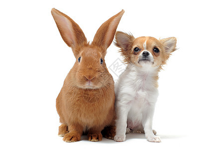 小狗吉娃娃和小兔子棕色宠物白色友谊农场伴侣野兽派犬类动物兔子图片