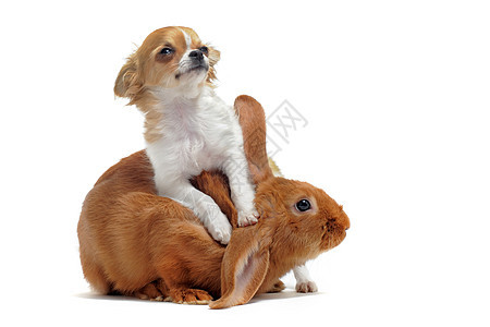 小狗吉娃娃和小兔子白色兔子伴侣农场宠物棕色动物野兽派友谊犬类图片