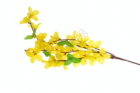 Forsythia 花花黄色植物植物群灌木衬套生长阳光照射金子花园花瓣图片