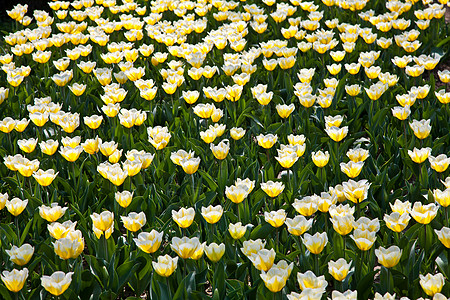 Tulips  雅普根品种栽培阳光花店花瓣花园边界场地叶子植物公园图片