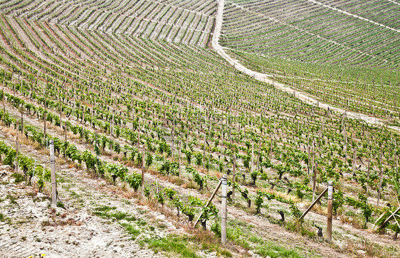 巴尔贝拉葡萄园     意大利酒厂植被房子栽培国家爬坡风景农村农场葡萄园图片