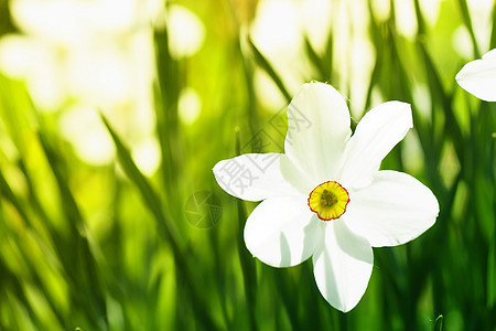 A 自 自闭症百合过敏季节植物场地叶子花园花束花朵花瓣图片