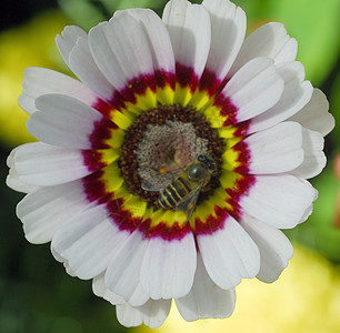 白菊花花花蜜花园文脉红色王子雏菊白色昆虫黄色花瓣图片