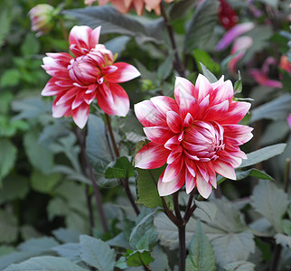 红白 Dahlia 花朵图片