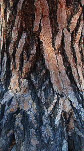 树木条纹理背景木材树干裂缝木头叶子棕色森林背景图片