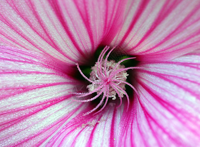 白色粉红花花朵植物群花园花瓣粉色园艺图片