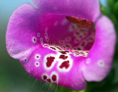 白色粉红花花园花瓣花朵植物群园艺粉色图片