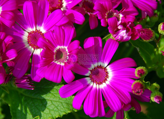 白色粉红花花园植物群粉色花瓣花朵园艺图片