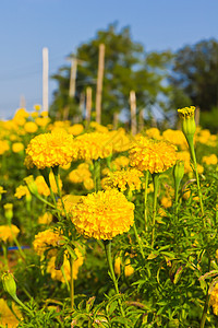 马里金田花粉植物叶子阳光射线橙子草本植物金子天空植物学图片