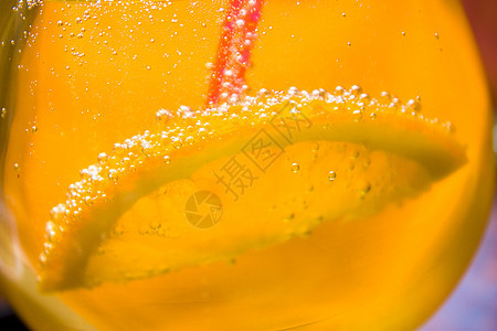 柠檬片在玻璃杯中苏打碳酸气泡饮料玻璃水果食物背景图片
