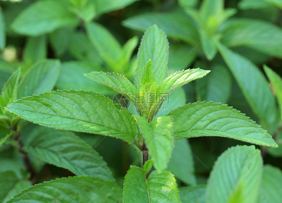 聚粉色植被绿色植物叶子胡椒树叶绿色植物图片